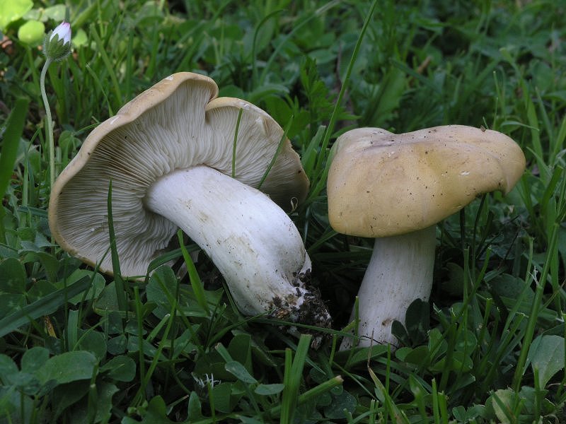 Se l''habitat naturale non risponde...........